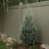 Arbor Blend vinyl fence